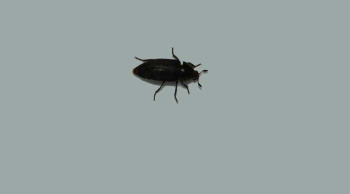 Flesh Eating Beetle