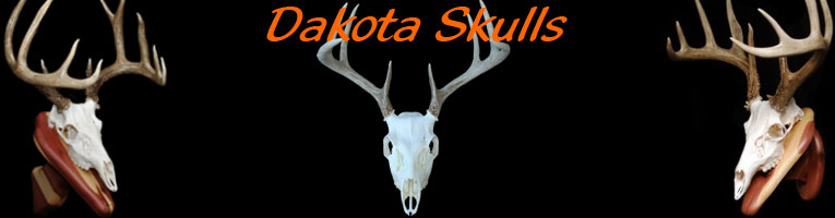 Dakota Skulls European Mounts