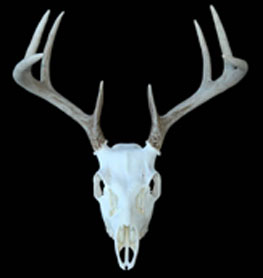 Whitetail