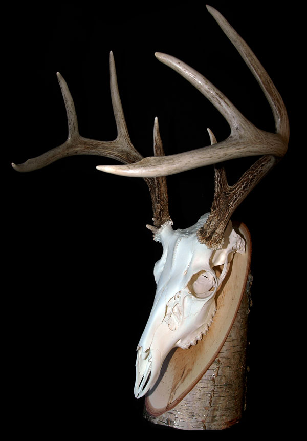 deer mount prices